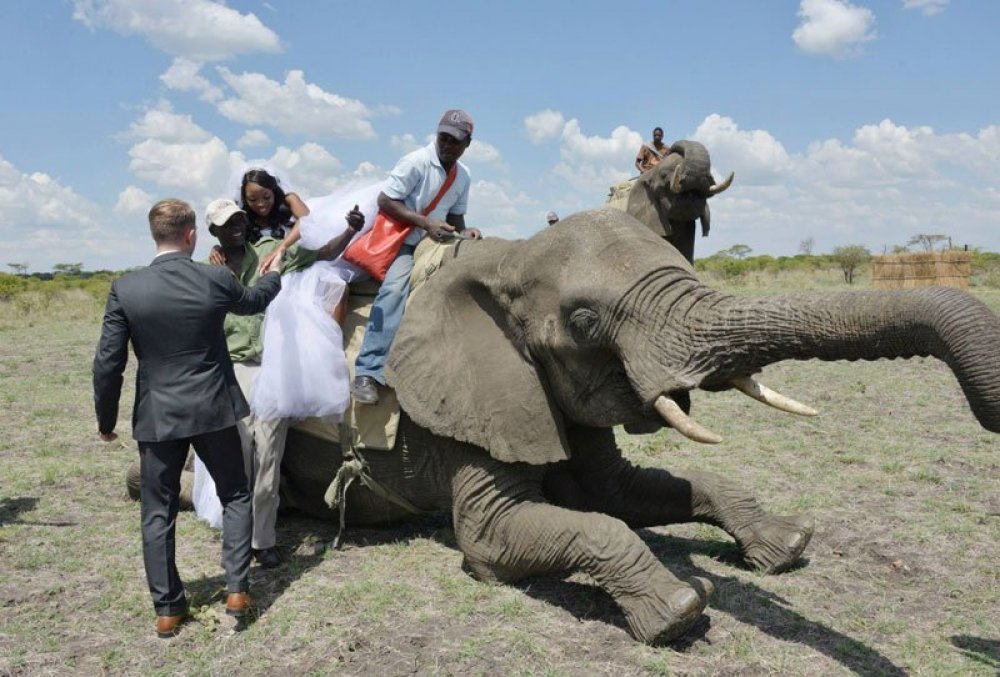 Safari-wedding in Zimbabwe