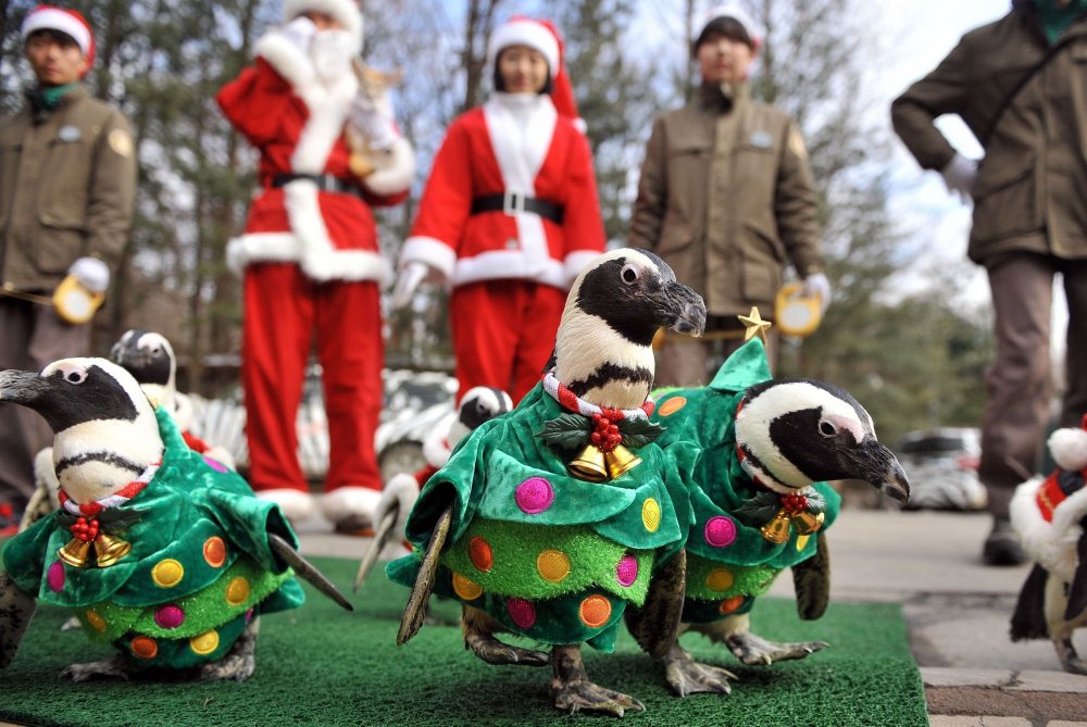 Christmas penguins in South Korea
