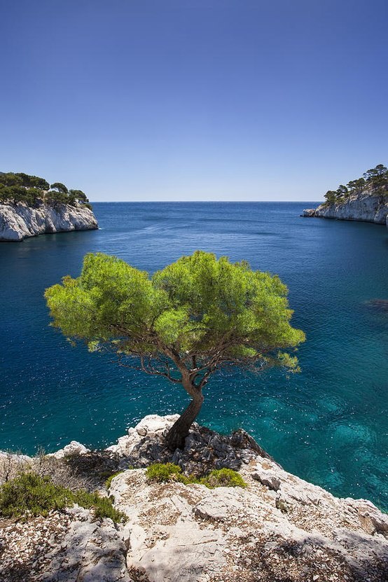 Lone pines in Provence, France