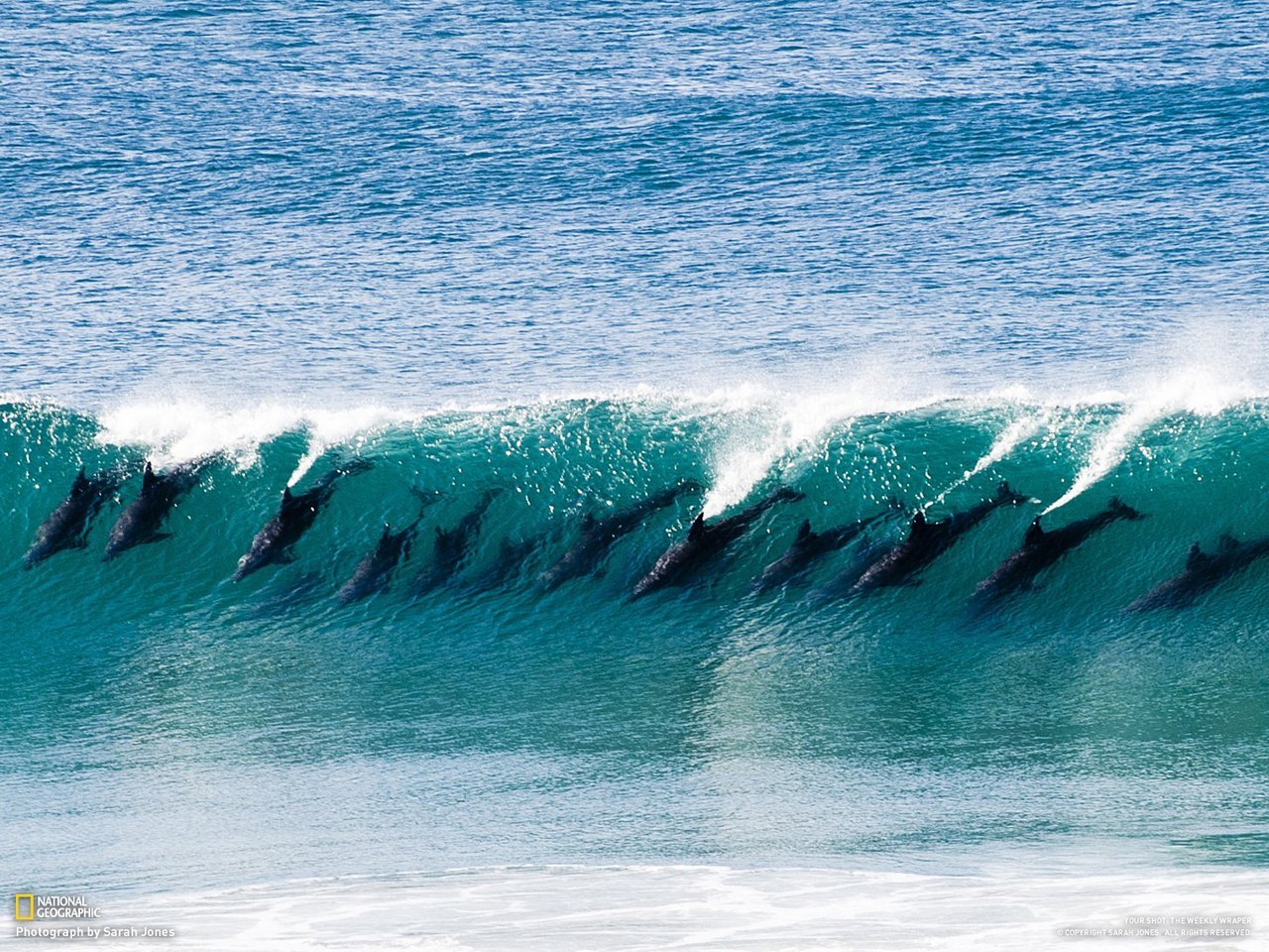 Снимок стаи дельфинов в волне