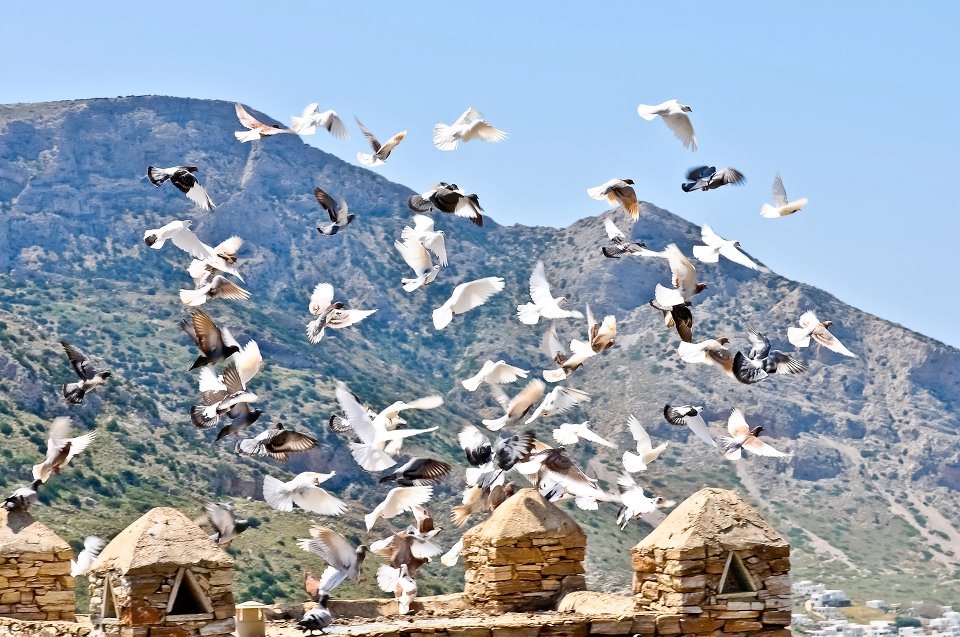 Взлетающие голуби на острове Сифнос, Греция