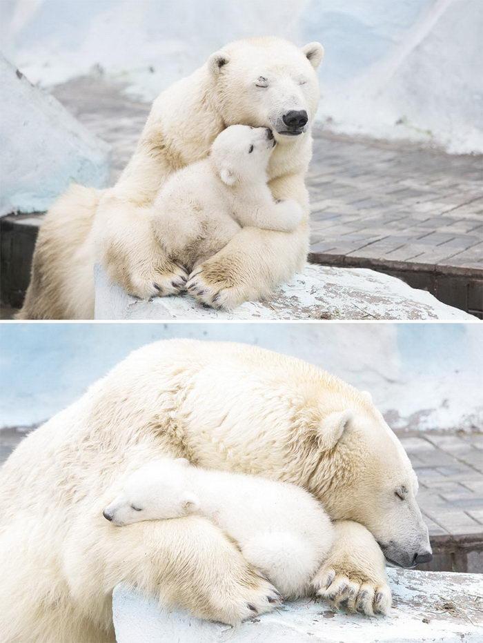 10 фотографий медведей вместе со своими малышами