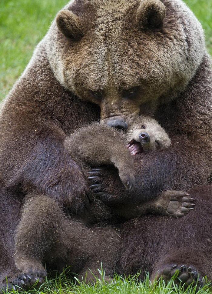 10 фотографій ведмедів разом зі своїми малюками