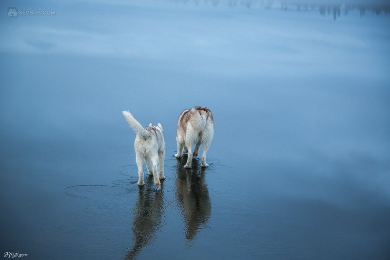 Сибирские хаски гуляют по озеру