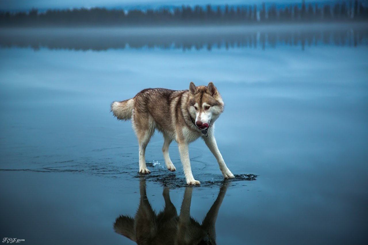 Сибірські хаскі гуляють по озеру