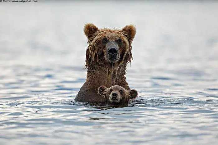 10 фотографий медведей вместе со своими малышами