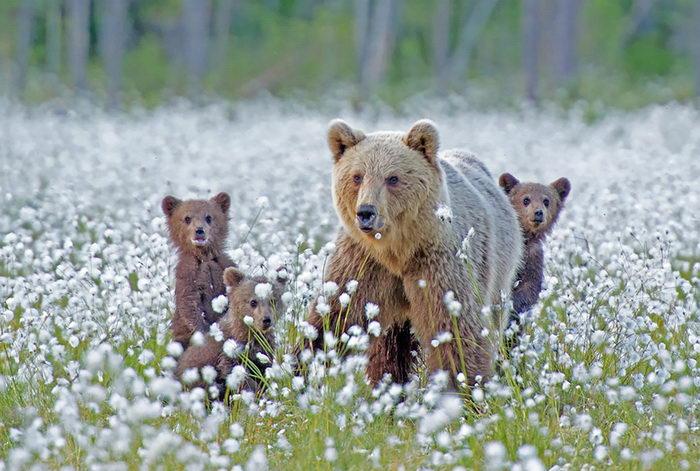 10 фотографий медведей вместе со своими малышами