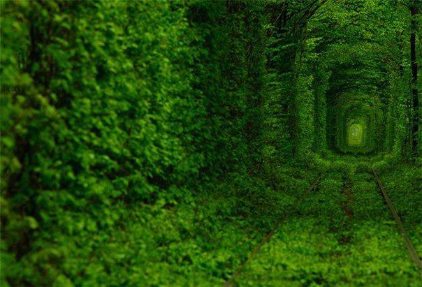 The tunnel of love-the crown of trees is closed at the top and creates a tunnel that covers about a kilometer section of the railway in Klevani, Ukraine