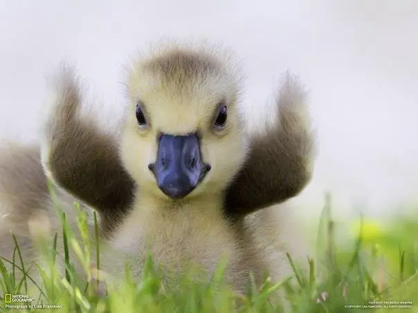 Funny Goose