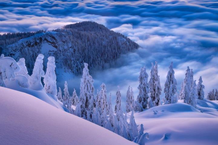 Winter Beauty