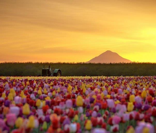 Тюльпановые поля в штате Орегон, США