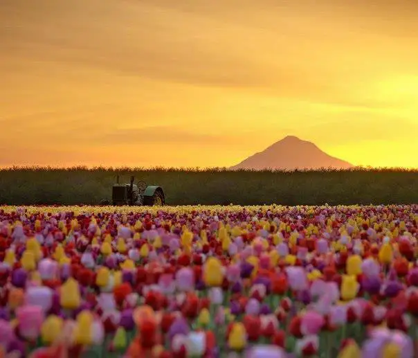 Tulip Fields in Oregon, USA