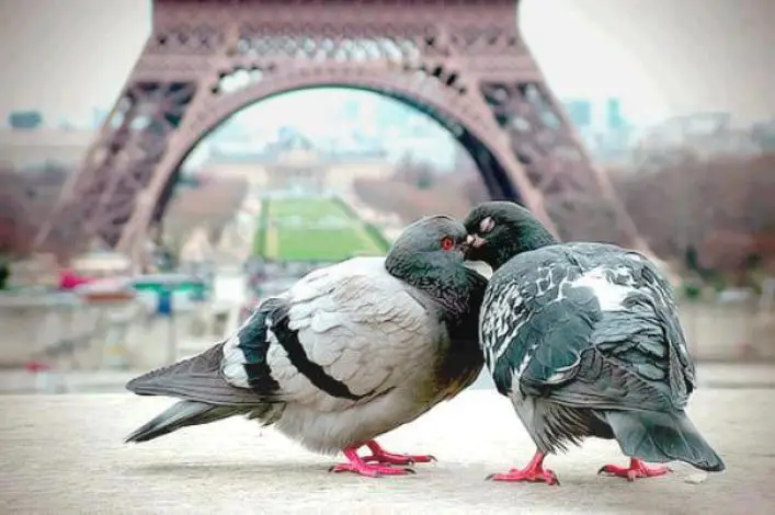 Paris is a city of love not only for people