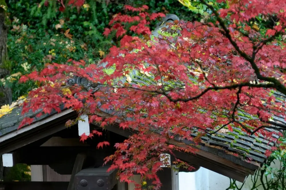 Japanese garden in the USA, enjoy!