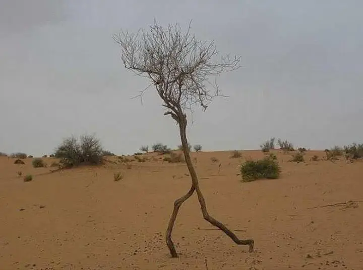 A running tree in the desert