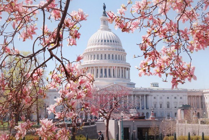 Цветение японской магнолии в Вашингтоне