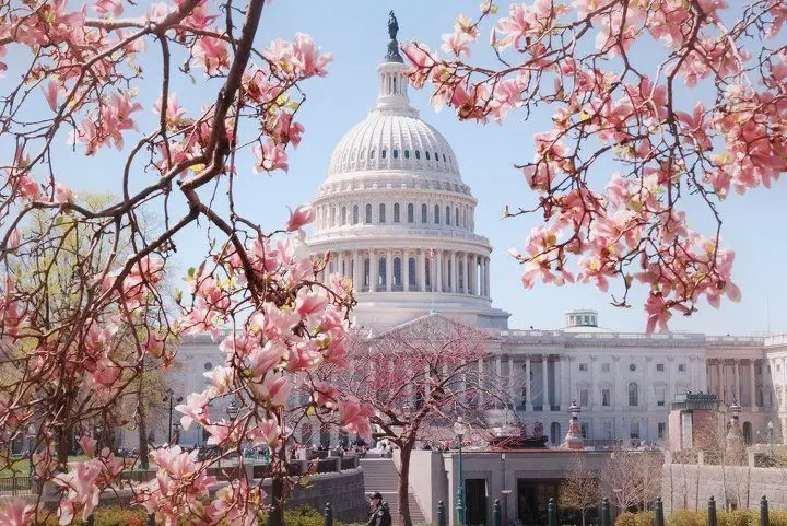 Flowering of the Japanese magnolia in Washington