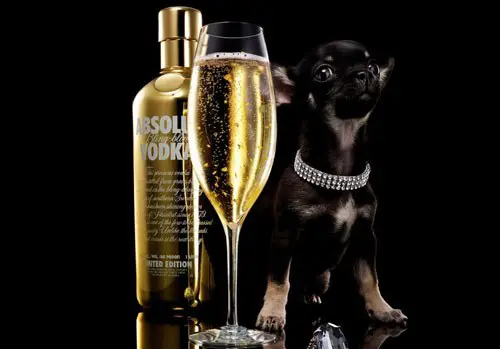 Cocktail Salty Dog