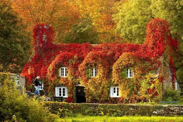A house overgrown with ivy, autumn