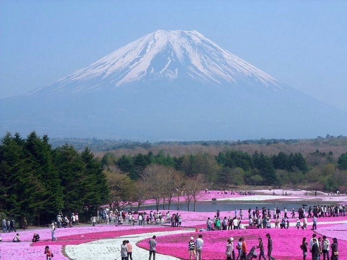 Цветущий парк Хицужияма в Японии