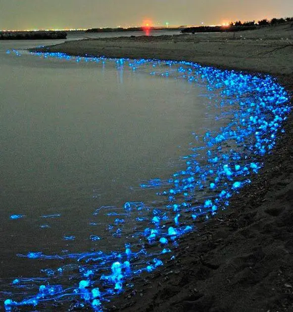 Thousands of luminous jellyfish
