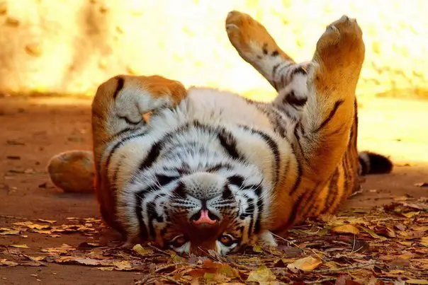 Шикарный кот