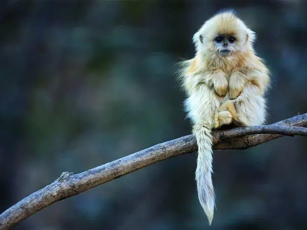 A cub of a snub-nosed Chinese monkey