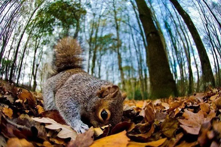 Squirrel in the autumn forest, UK