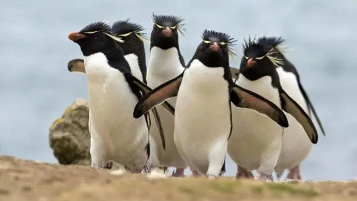 Steep Penguins