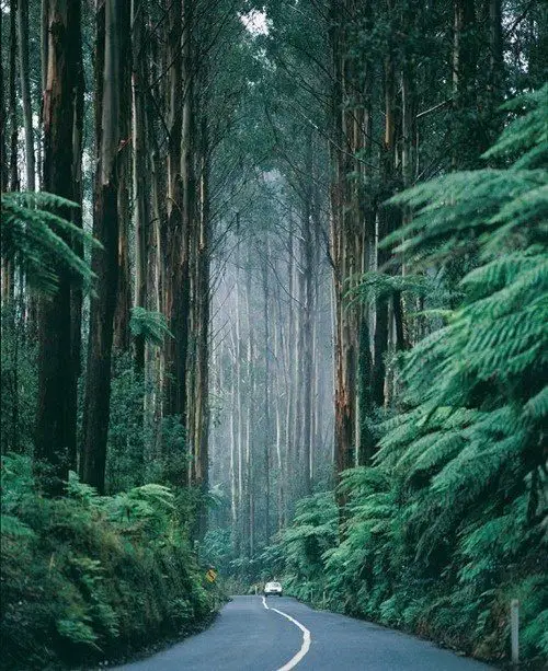 Rain Forest, South Island, New Zealand