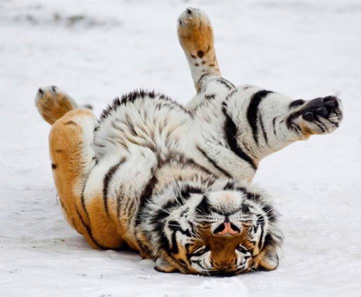 Тигр зоопарка в Эберсвальде катается в снегу, Германия