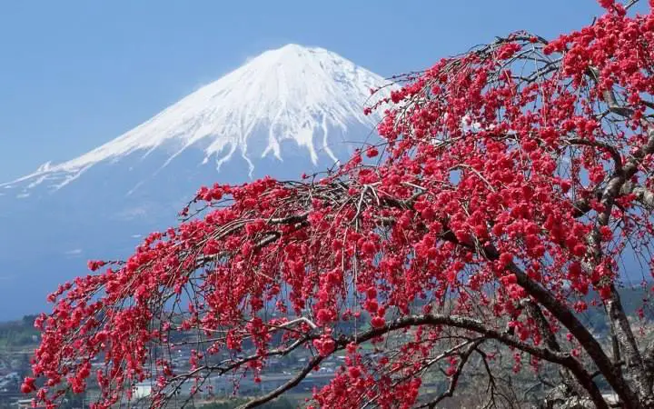 Japan