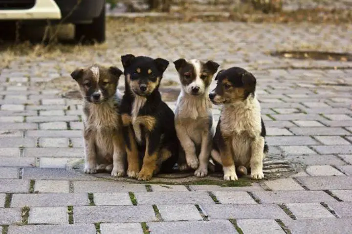 Cold morning, homeless puppies are basking in the hatch
