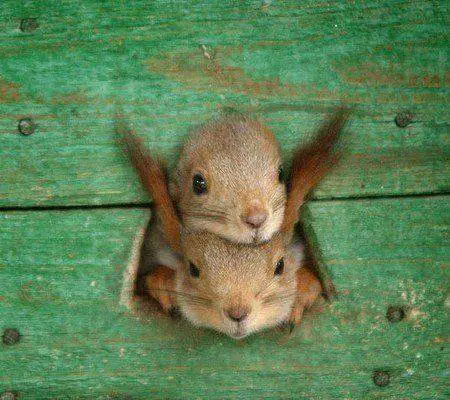 Little squirrels in the National Park of New York, USA
