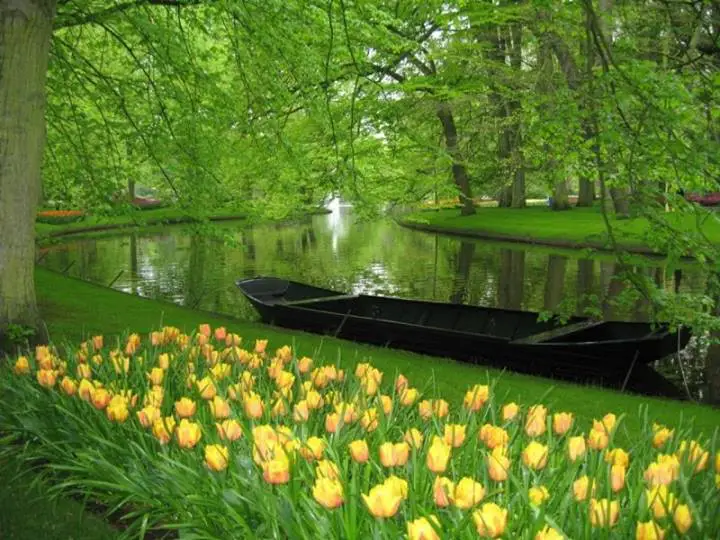 Keukenhof is the world-famous royal park of flowers in the Netherlands.