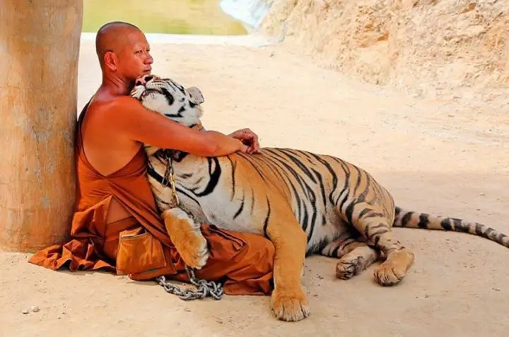 In this photo, a Buddhist monk presses the tiger to himself as the most common domestic cat;