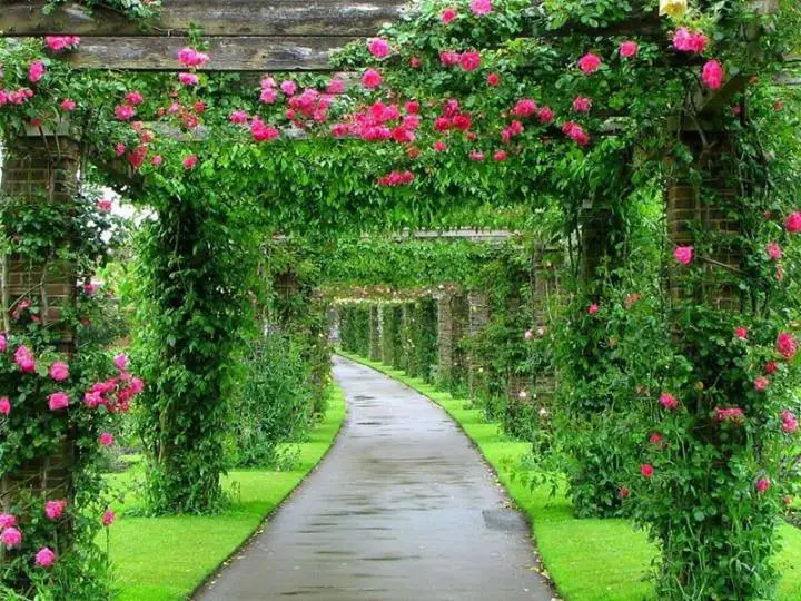 A pink alley in the Royal Botanic Garden of London.