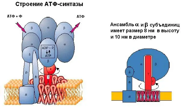ПОЛЕЗНО ЗНАТЬ! СТРОЕНИЕ И БИОЛОГИЧЕСКАЯ РОЛЬ АТФ.