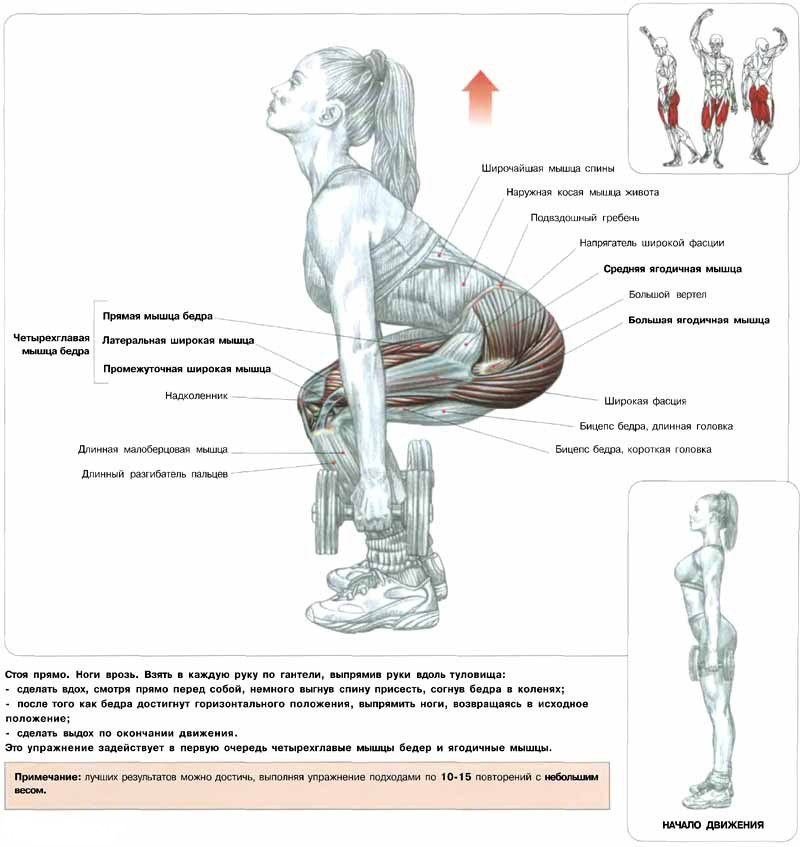 Squatting with dumbbells. Squatting with dumbbells is very well suited for training quadriceps.