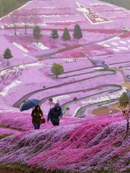 Spring flowers on the hillside, Hokkaido, Japan.
