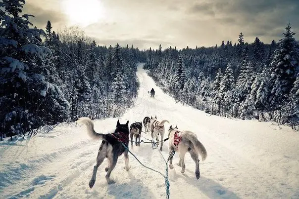 Laika-husky in a sledge harness in Karelia.