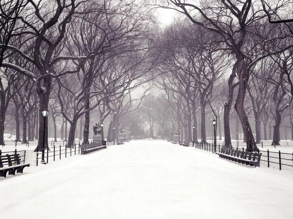 Winter in Central Park, New York