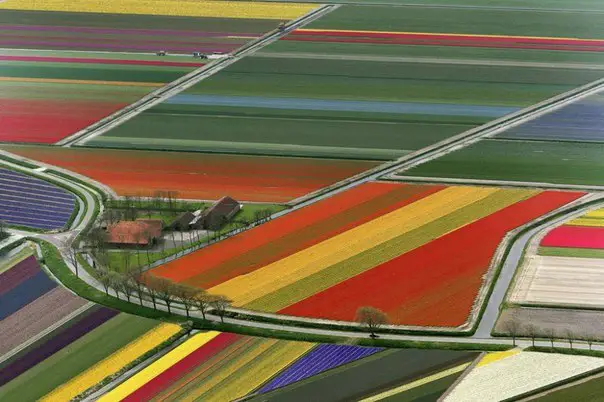 Tulip Field, Keukenhof
