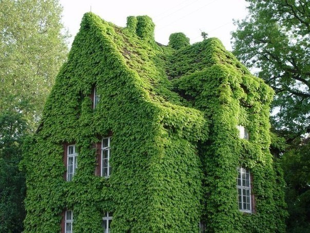 Зеленый дом в пригороде Парижа