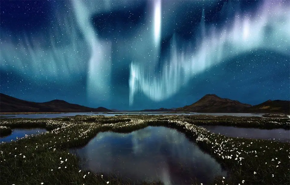 Northern Lights above wild flowers, Iceland.