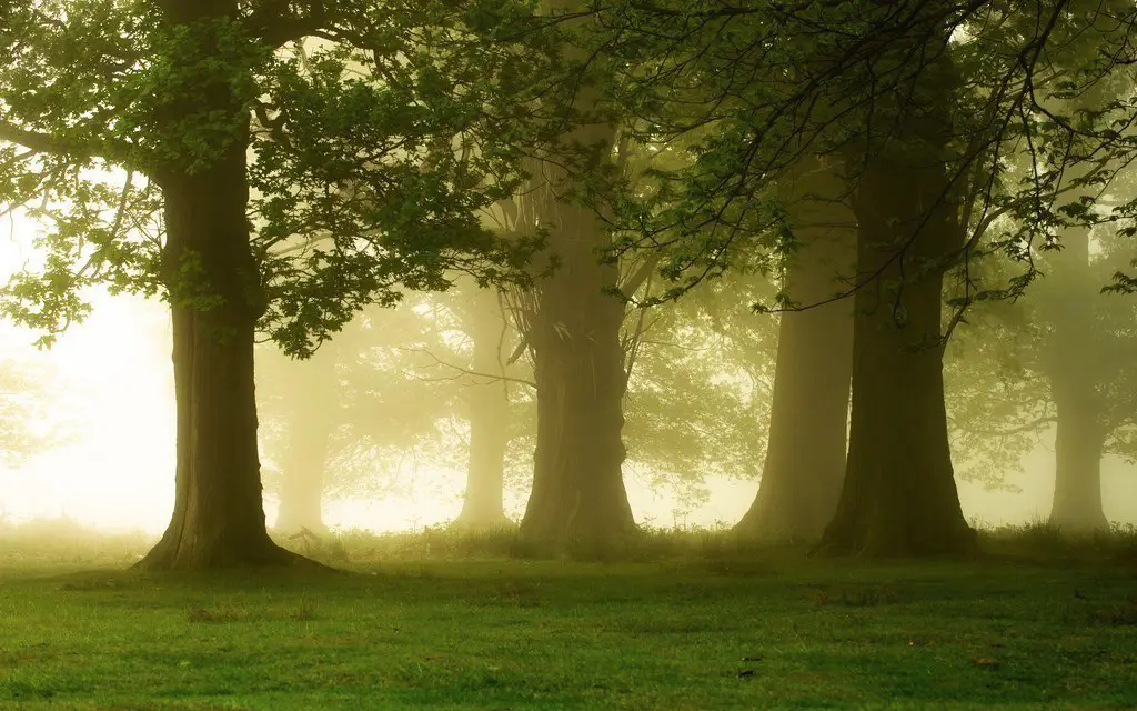 Morning in Kent County