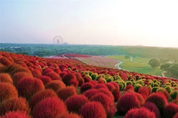 Kohia fields in autumn in Hitachi Park, Hitatinka