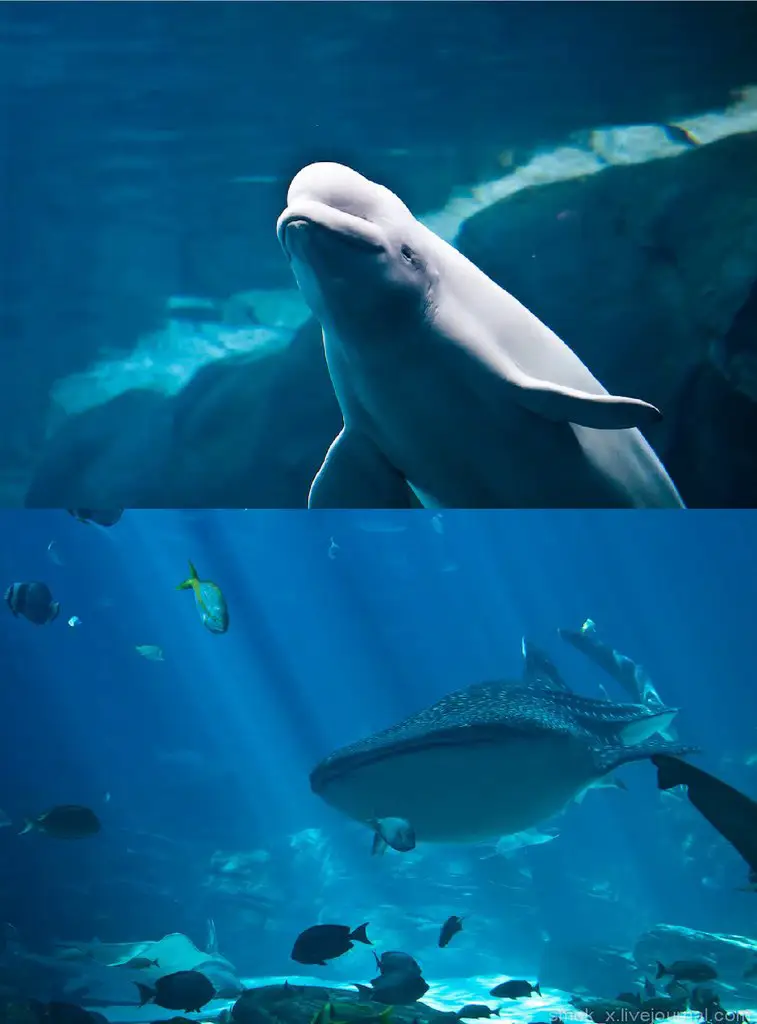 GEORGIA AQUARIUM