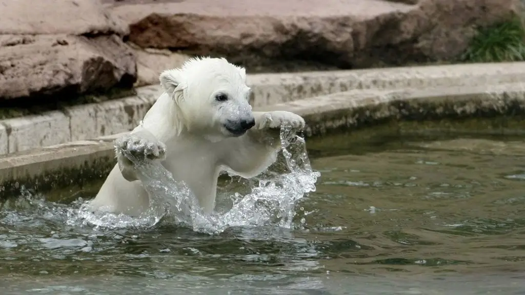 White bear cub at the Berlin Zoo