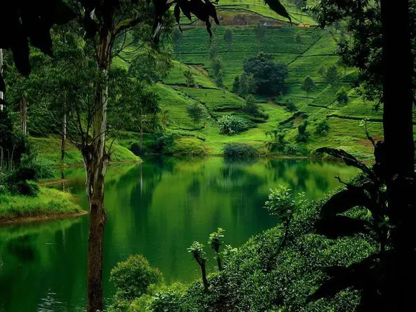 Tea plantations Nuwara Eliya